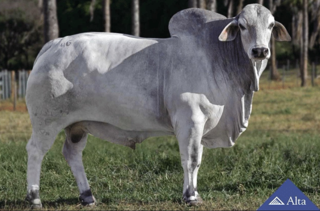 Brahman Mr Uber Geriba 1569