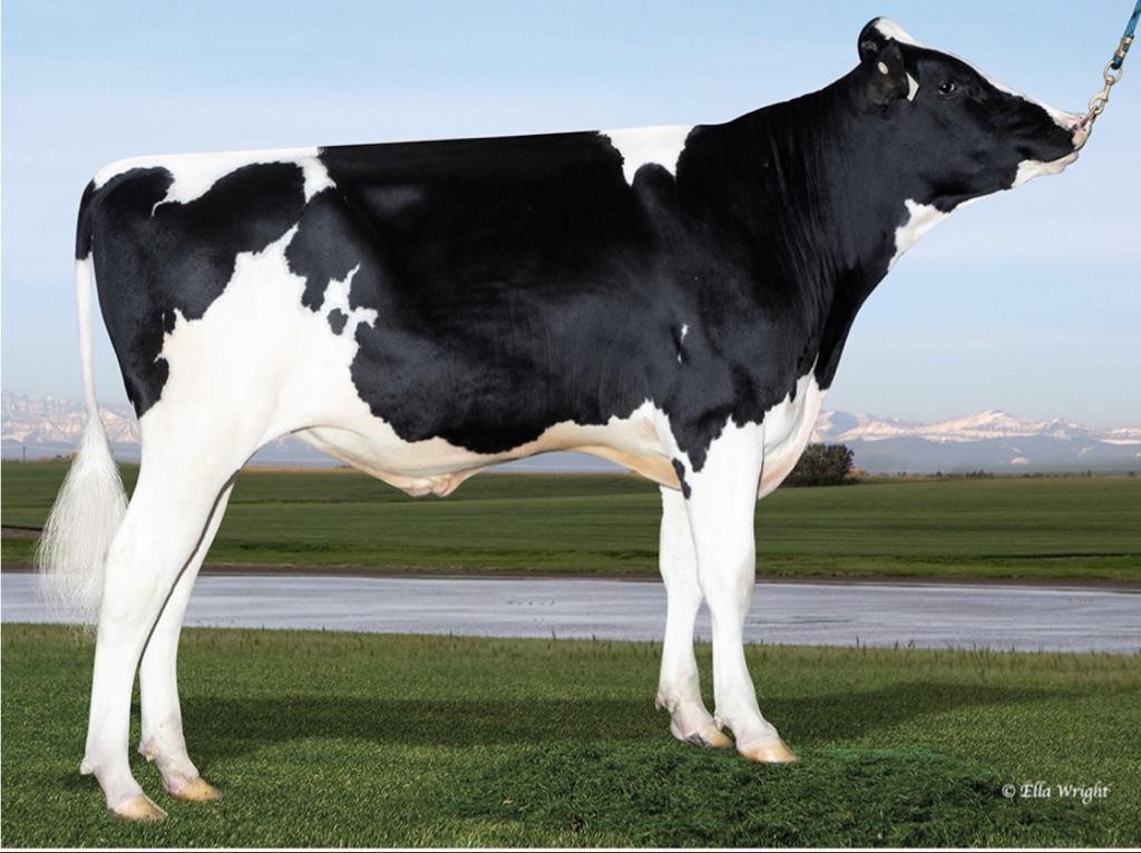 Holstein Darude ET
