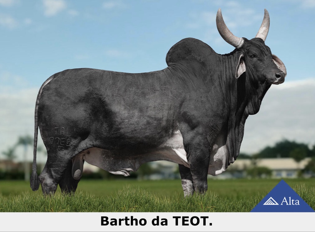 Guzera Bartho da Teot