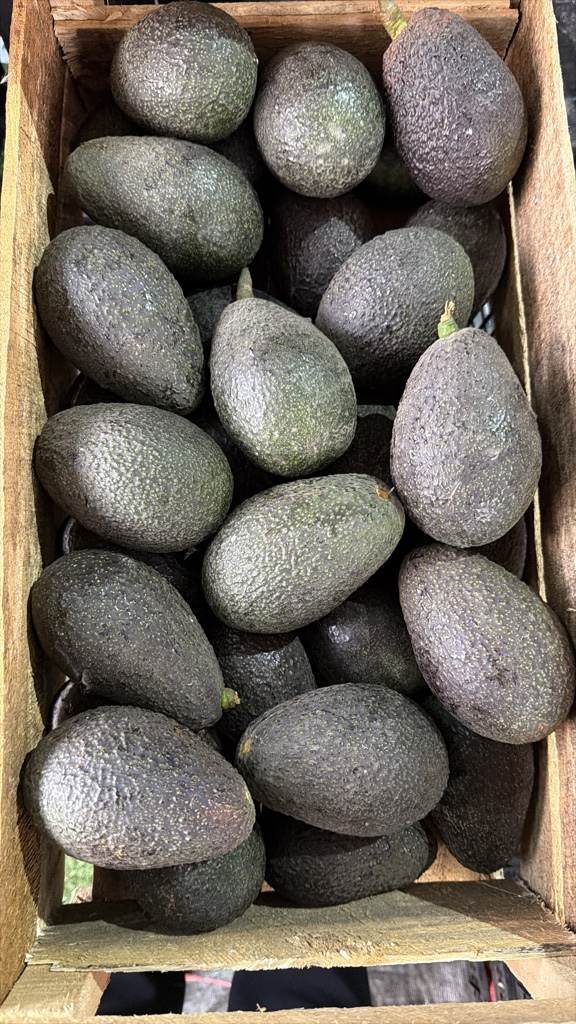 Palta Hass chilena ( Kg)