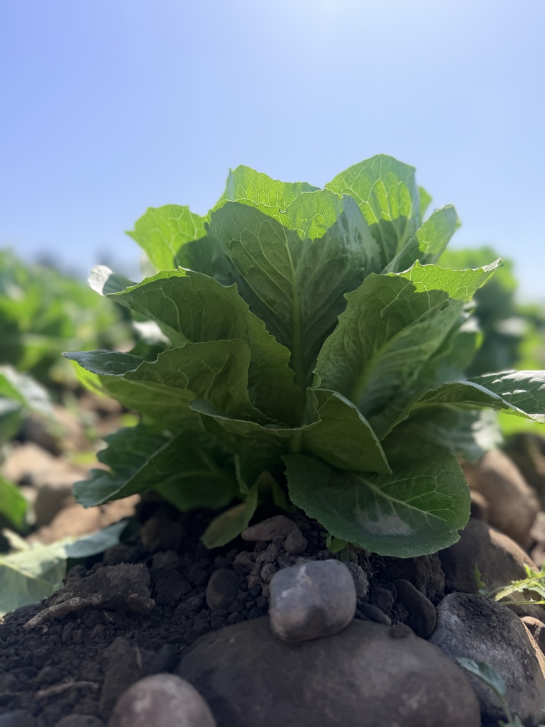 Lechuga chilena ( un)