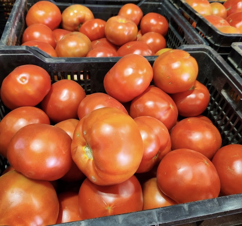 Gamela de Tomate Limachino