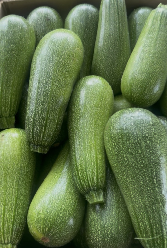 Zapallo italiano (UN)