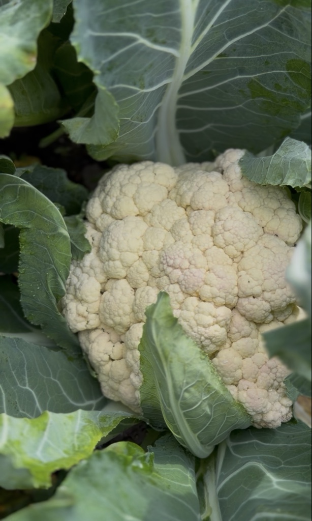 Coliflor (un)
