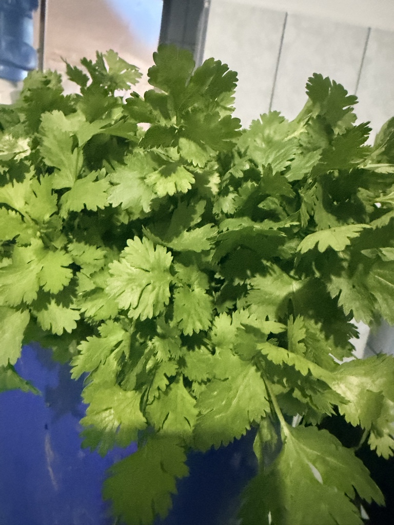 Cilantro pqte