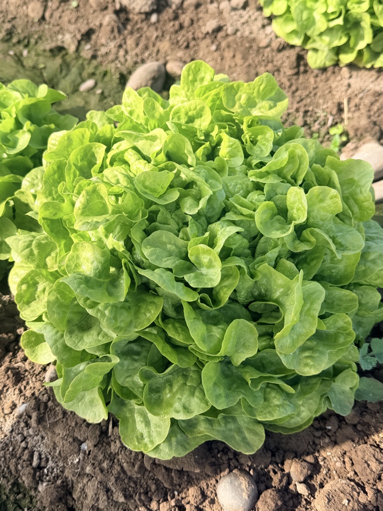 2 Lechuga marina