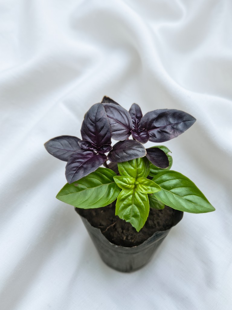 Albahaca negra y verde
