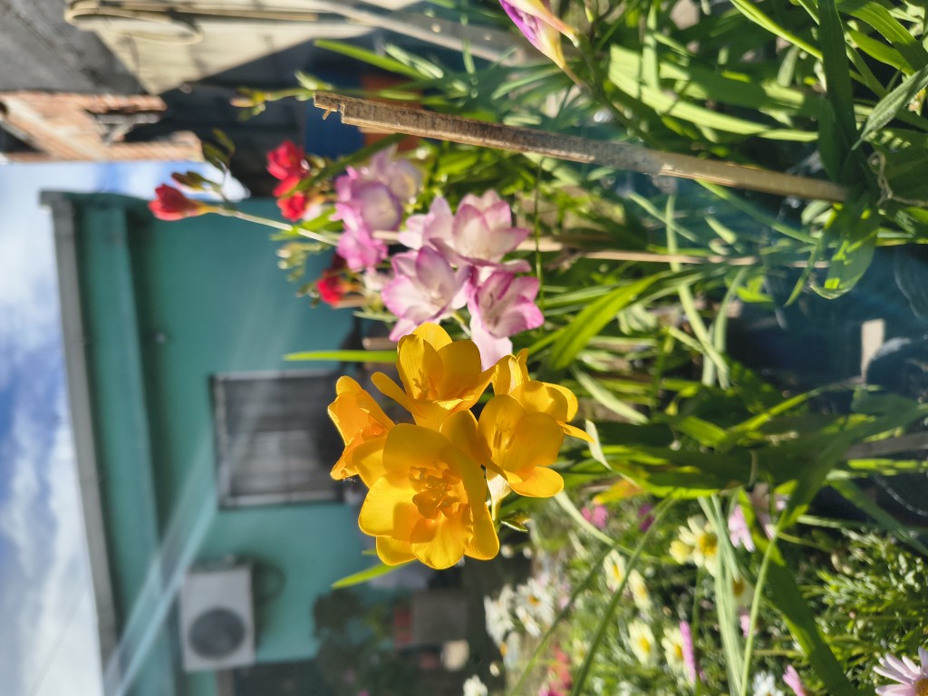 Fresias