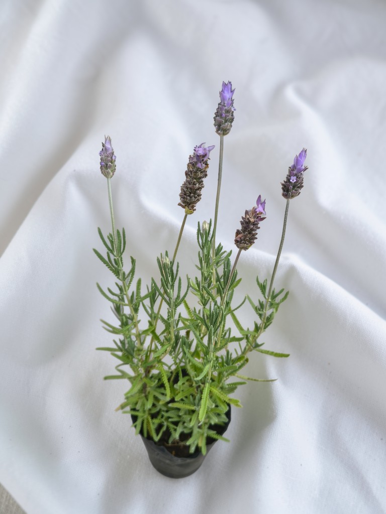 Lavanda en maceta