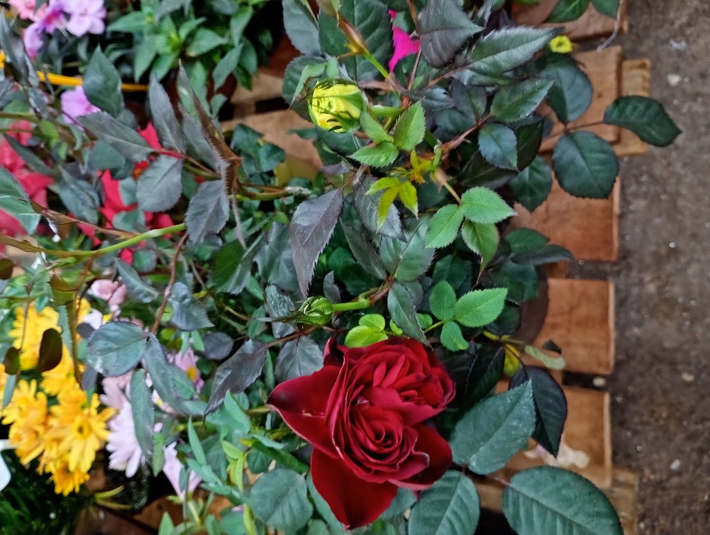 Vivero Raices
