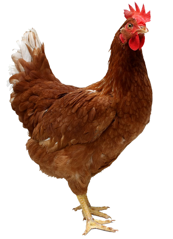 Gallinas Lohmann brown