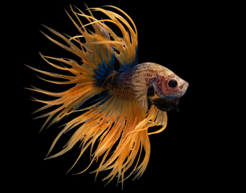 Bettas Machos Crowntail