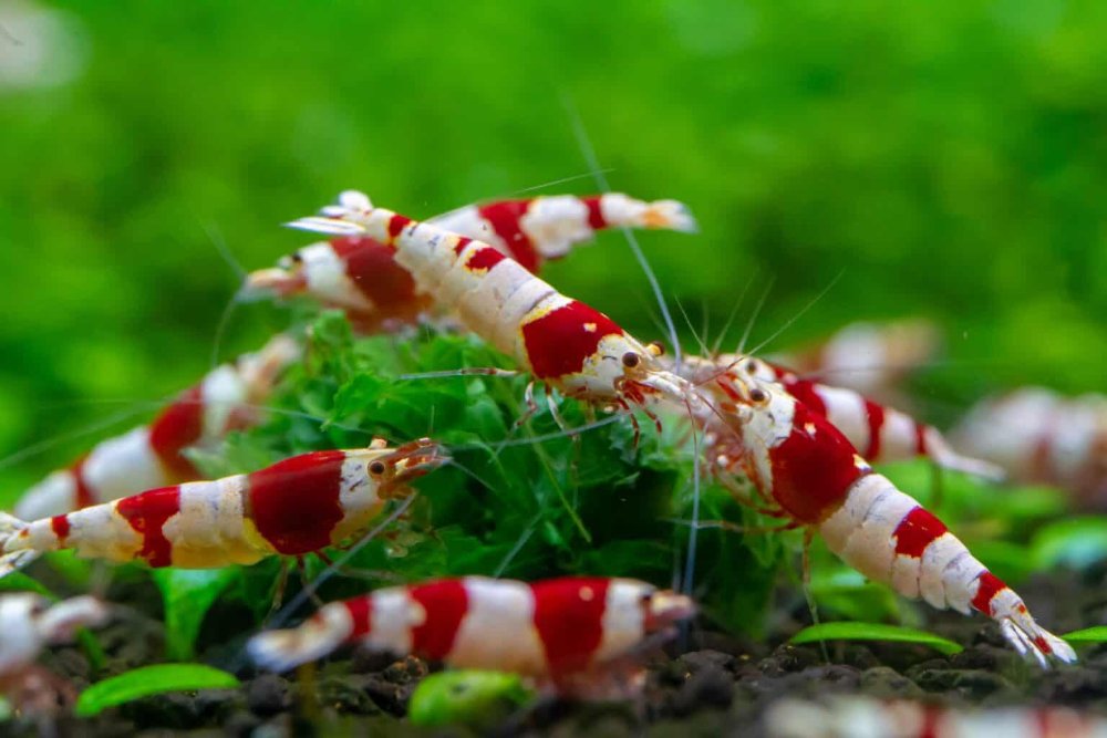 Red Crystal Shrimp