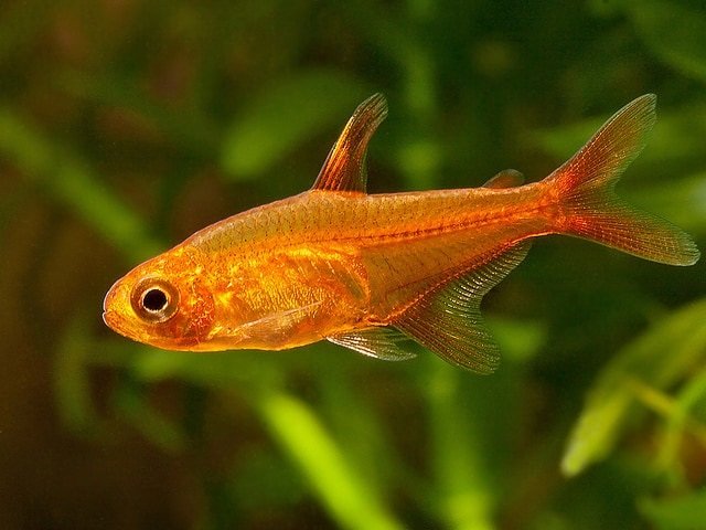 Tetra Ember