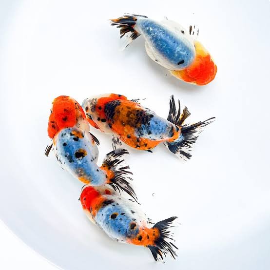 Goldfish Ranchu Importados desde tailandia