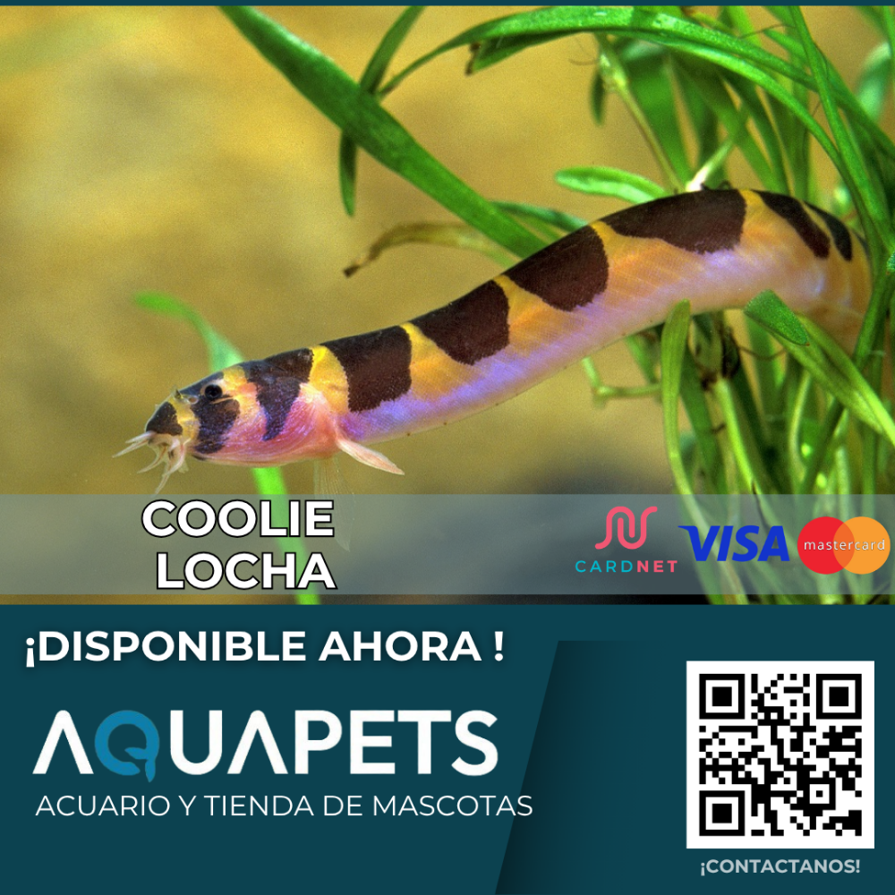 Lochas Coolie