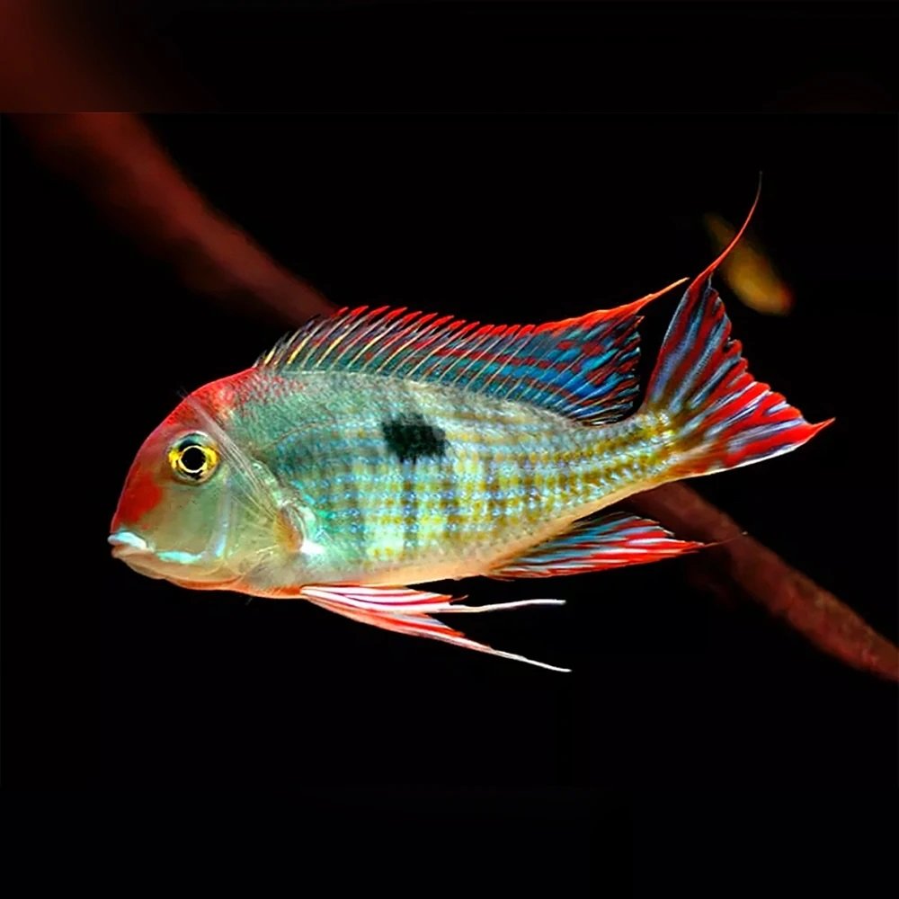 (Ciclido) Geophagus Red heat tapajo (RHT)