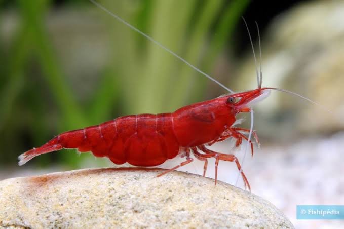 12 Gambas red Fire o Dream Blue (neocaridinas)
