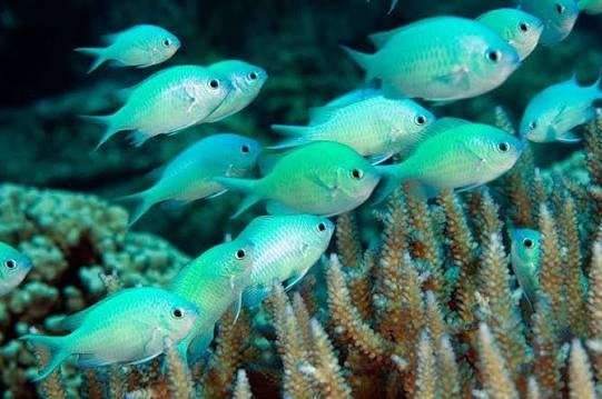 Blue-Green Chromis