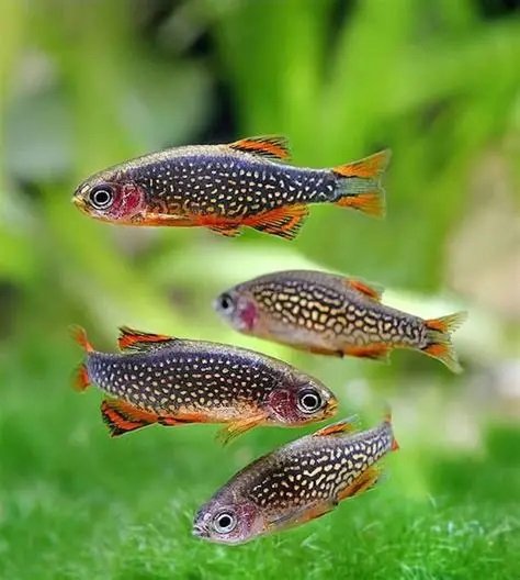 Rasbora Galaxy