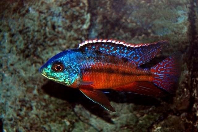 (Ciclido) Red Empress Juvenile
