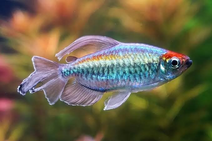Tetra Congo