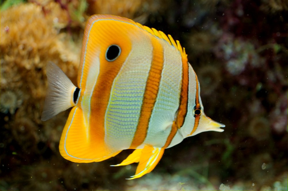 Copperband Butterfly