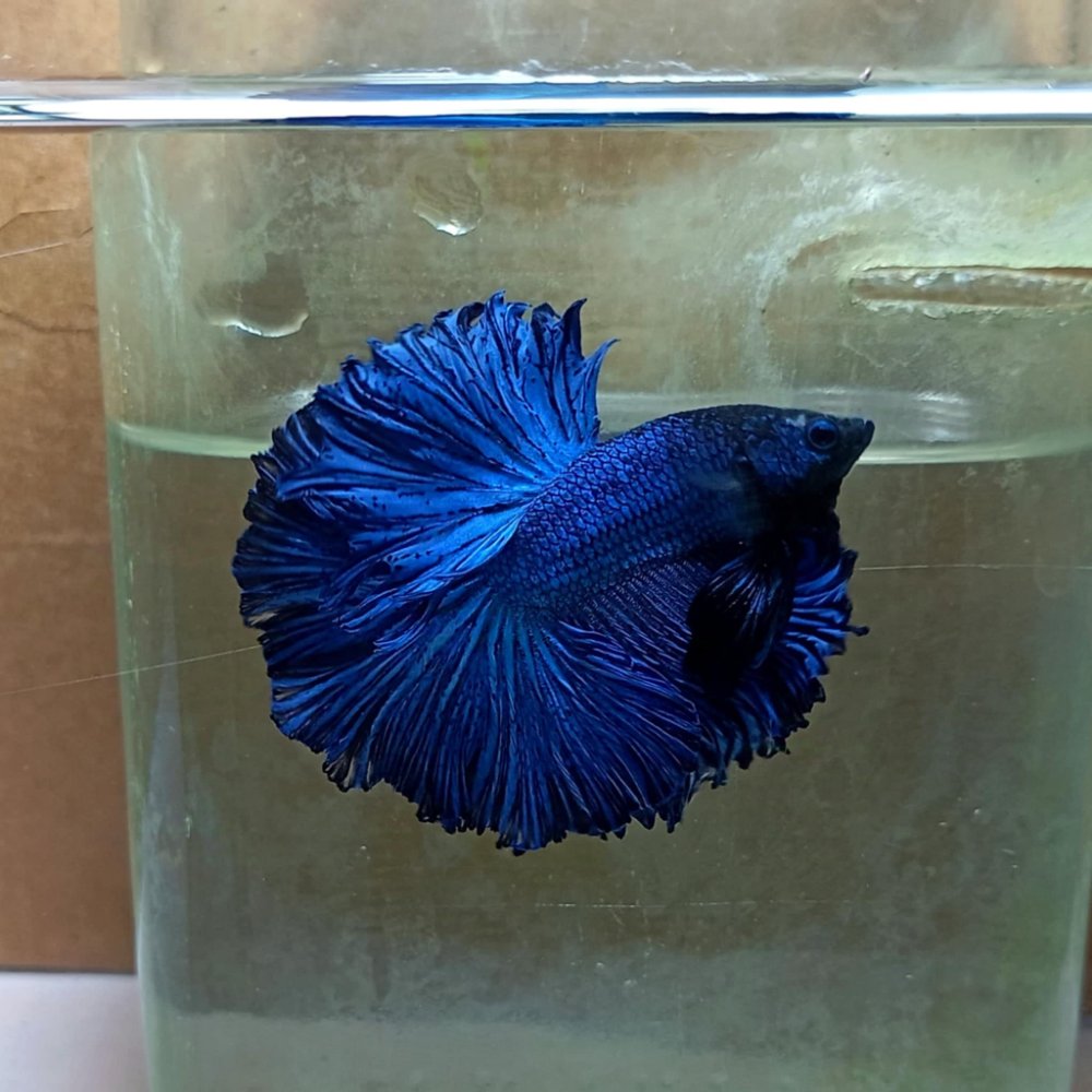 Bettas Importados Hm