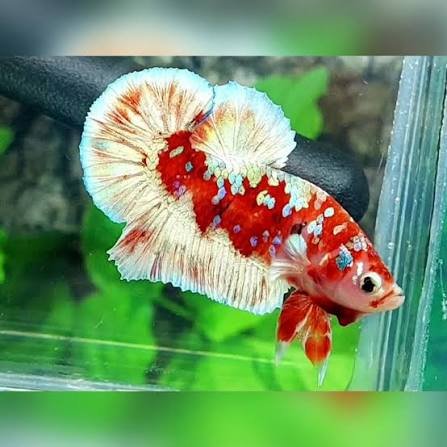 Betta HMPk - Hellboy , FCCP, Blue RIms, Borongsai