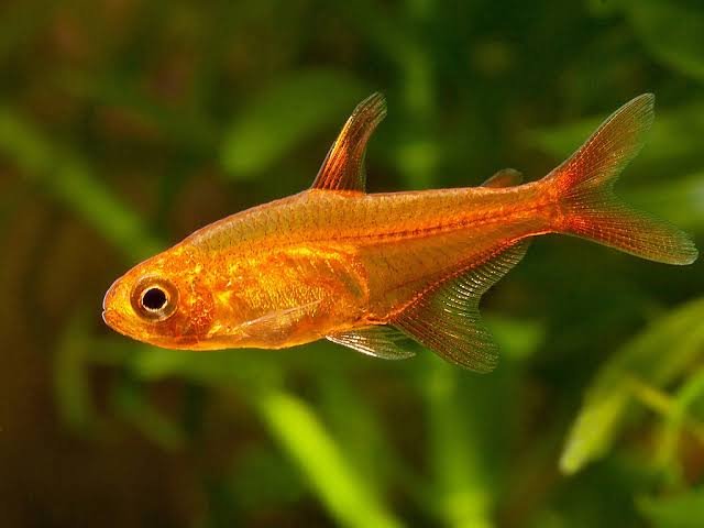12 TETRA EMBER