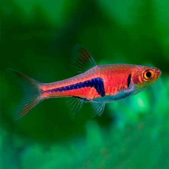 Rasbora Arlequin