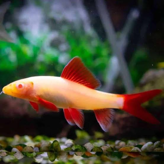 Tiboron Albino cola roja