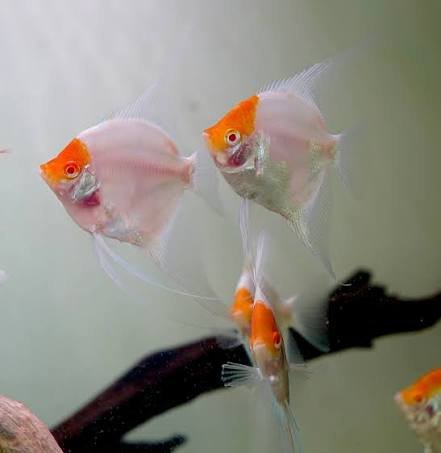 (Escalar) Angeles Albino Red Cap