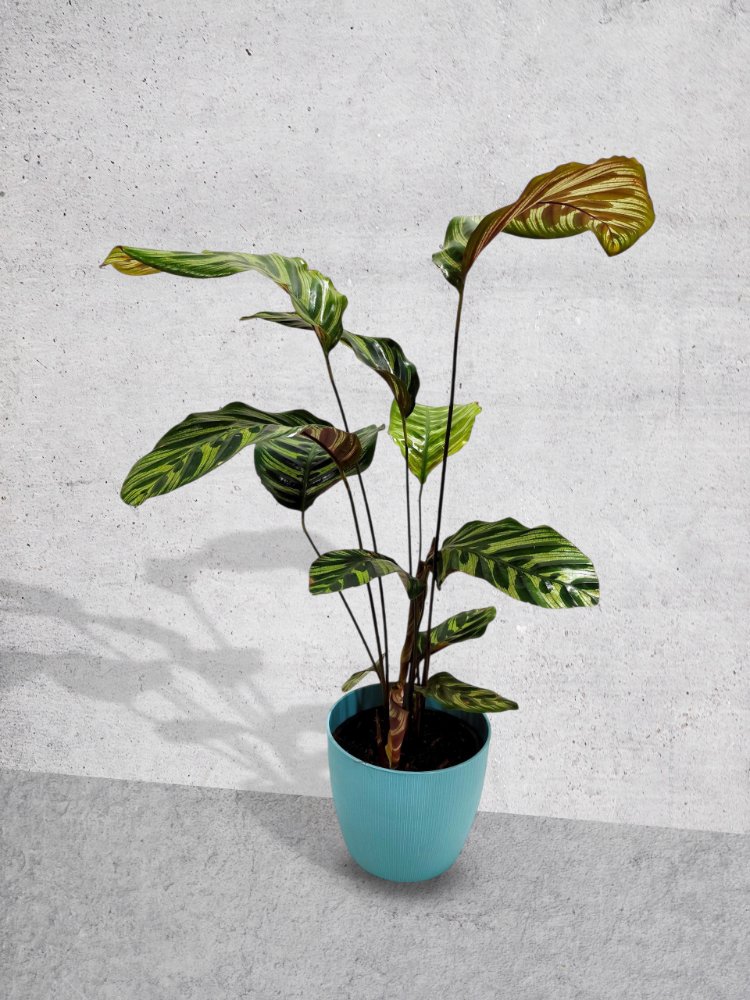 Calathea Papel de musica
