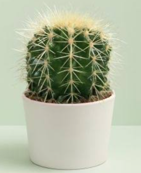 Cactu barril mini