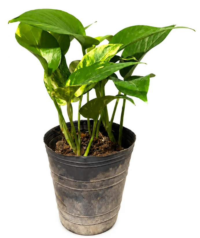 Plantin de Potus