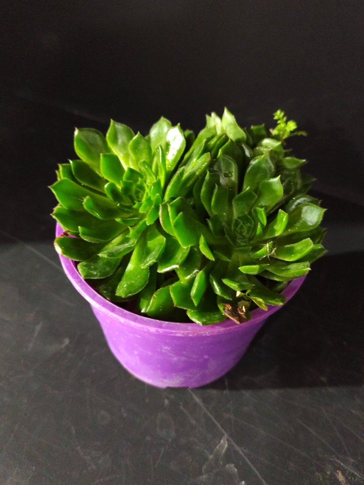 Suculenta M9