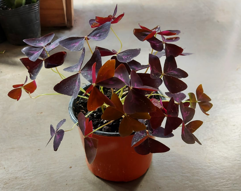 Planta trebol mariposa