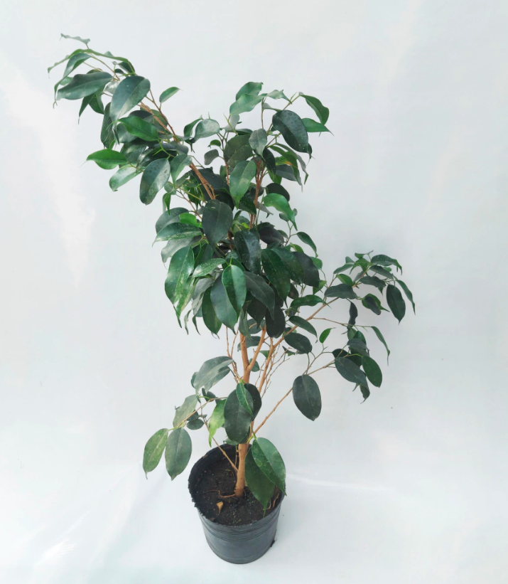 Ficus verde