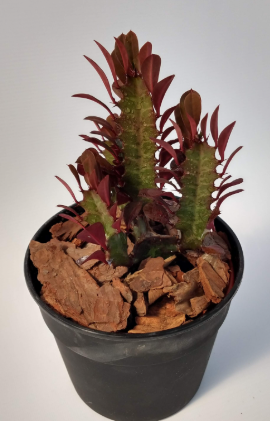 Euphorbia (catedral roja) pequeña