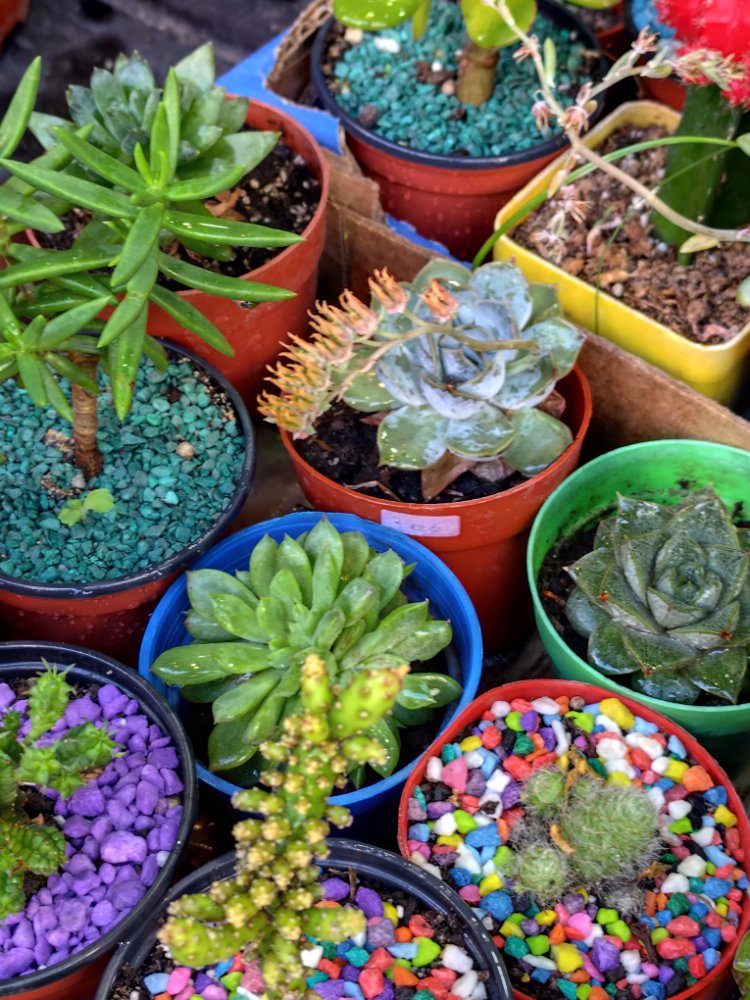 Suculentas mini