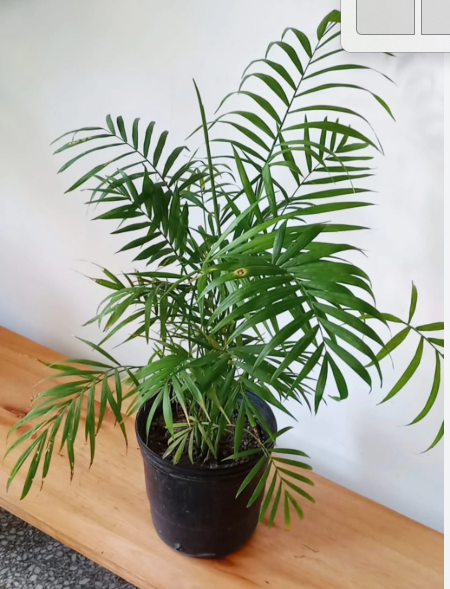 Palmera de salon mediana