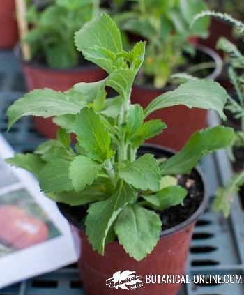 Stevia