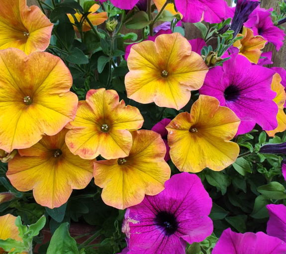 Petunia colgante