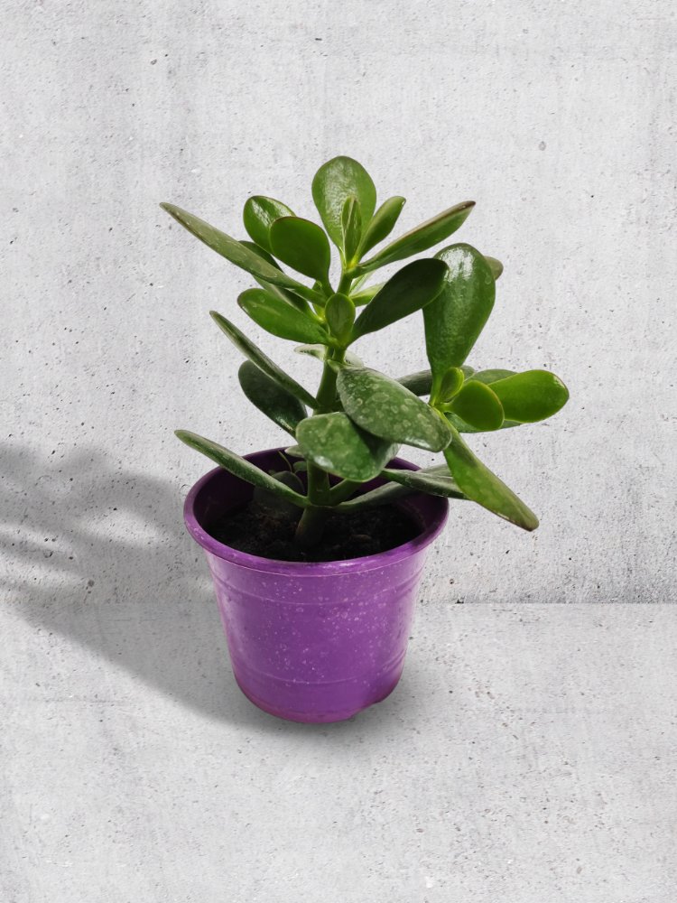 Arbolito de Jade