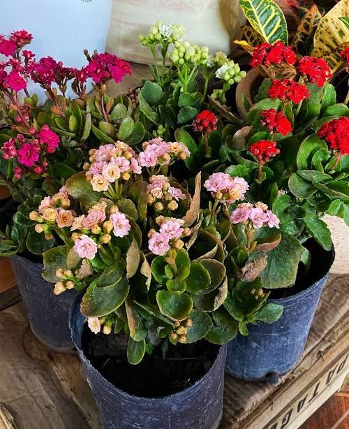 Kalanchoe, Primulas, Azucar y Cavelina pequeña