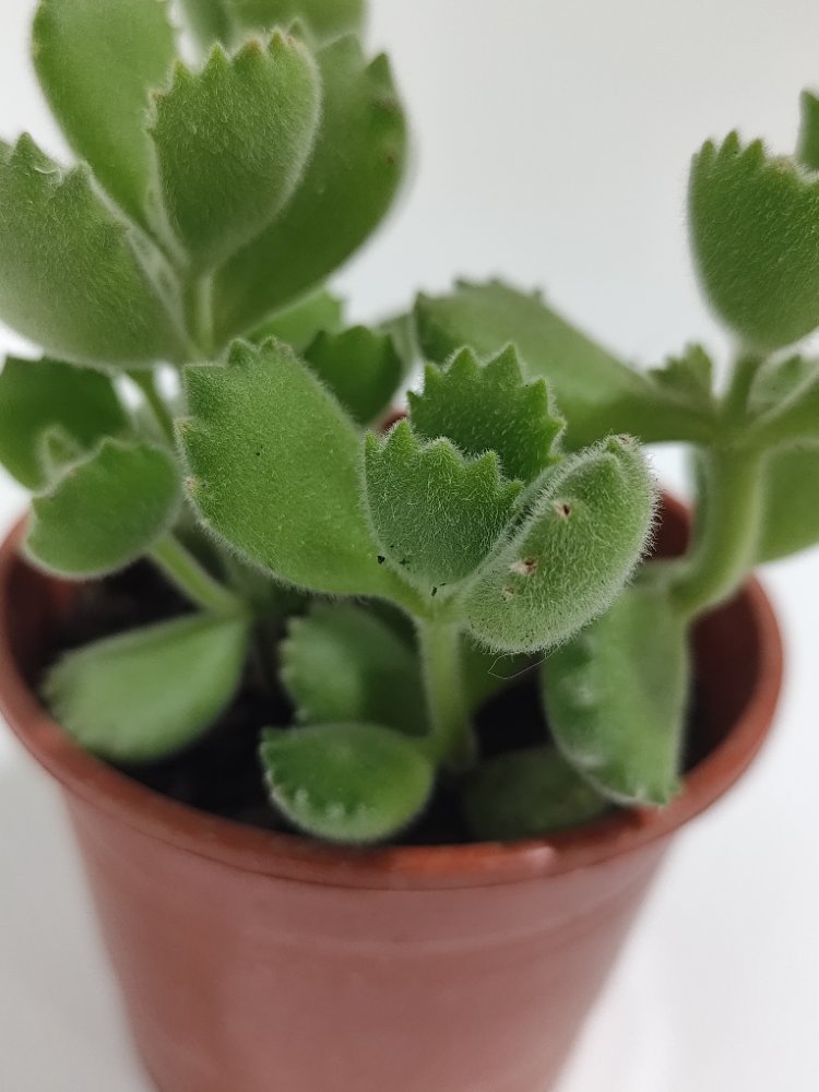 Suculenta garrita de oso