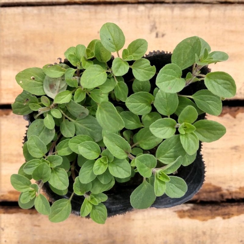 Oregano