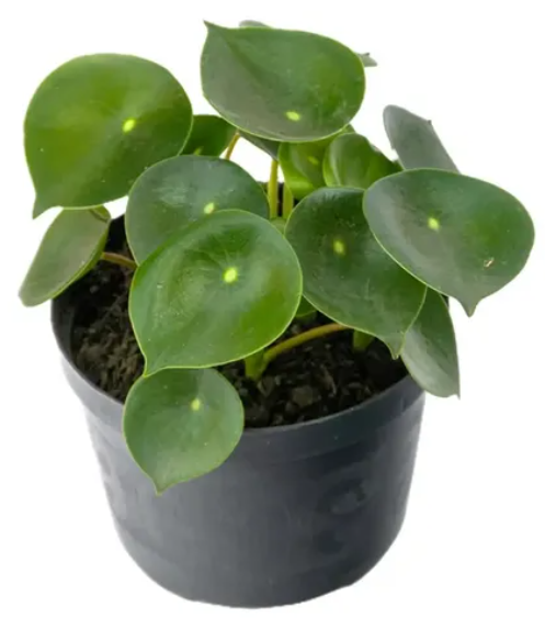 Peperomia