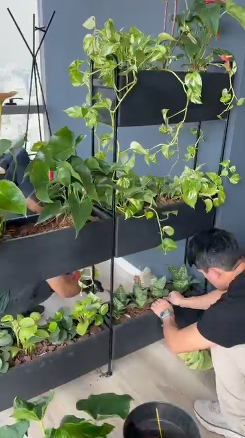 Mantenimiento de Plantas